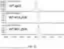 Fig. 35 - Method of modifying isoelectric point of antibody via amino acid substitution in CDR