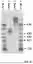 Fig. 52 - Method of modifying isoelectric point of antibody via amino acid substitution in CDR