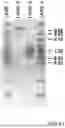 Fig. 53 - Method of modifying isoelectric point of antibody via amino acid substitution in CDR