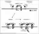 Fig. 01 - Bispecific antibody that binds to CD116 and CD131