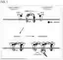 Fig. 02 - Bispecific antibody that binds to CD116 and CD131