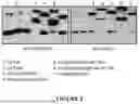 Fig. 03 - Novel TNFR2 Binding Molecules