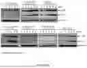 Fig. 06 - Novel TNFR2 Binding Molecules