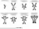 Fig. 08 - Novel TNFR2 Binding Molecules