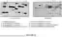Fig. 09 - Novel TNFR2 Binding Molecules
