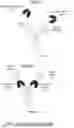 Fig. 596 - Engineered EpCam Binding Antibodies