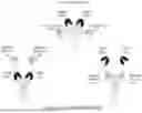 Fig. 676 - Engineered EpCam Binding Antibodies