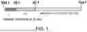 Fig. 02 - ANTIBODY SUBSTITUTING FOR FUNCTION OF BLOOD COAGULATION FACTOR VIII