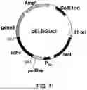 Fig. 12 - ANTIBODY SUBSTITUTING FOR FUNCTION OF BLOOD COAGULATION FACTOR VIII