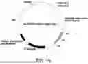 Fig. 20 - ANTIBODY SUBSTITUTING FOR FUNCTION OF BLOOD COAGULATION FACTOR VIII