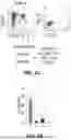 Fig. 06 - REAGENTS AND METHODS FOR PRODUCING ARTERIAL HEMOGENIC ENDOTHELIUM, HEMATOPOIETIC PROGENITORS, AND LYMPHOID CELLS THEREBY