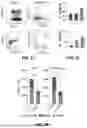 Fig. 07 - REAGENTS AND METHODS FOR PRODUCING ARTERIAL HEMOGENIC ENDOTHELIUM, HEMATOPOIETIC PROGENITORS, AND LYMPHOID CELLS THEREBY