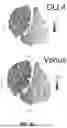 Fig. 08 - REAGENTS AND METHODS FOR PRODUCING ARTERIAL HEMOGENIC ENDOTHELIUM, HEMATOPOIETIC PROGENITORS, AND LYMPHOID CELLS THEREBY