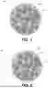 Fig. 02 - SCAFFOLDING MATRIX WITH INTERNAL NANOPARTICLES