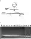 Fig. 01 - Bio-control methods for Xylella and Xanthomonas Bacteria