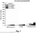 Fig. 08 - ANTICONVULSANT ACTIVITY OF STEROIDS