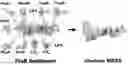 Fig. 01 - MULTIVALENT CHOLERA MULTIEPITOPE FUSION ANTIGEN (MEFA) AND METHODS OF USE