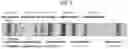 Fig. 02 - MULTIVALENT CHOLERA MULTIEPITOPE FUSION ANTIGEN (MEFA) AND METHODS OF USE