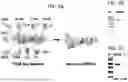Fig. 03 - MULTIVALENT CHOLERA MULTIEPITOPE FUSION ANTIGEN (MEFA) AND METHODS OF USE
