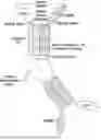 Fig. 01 - ACTRII-ALK4 ANTAGONISTS AND METHODS OF TREATING HEART FAILURE