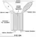 Fig. 09 - ACTRII-ALK4 ANTAGONISTS AND METHODS OF TREATING HEART FAILURE