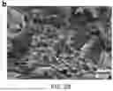 Fig. 07 - HIGHLY MICROPOROUS GRAPHENE-BASED NEURAL ELECTRODE