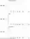 Fig. 05 - Evaporation management in digital microfluidic devices