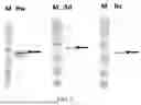 Fig. 03 - COMPOSITION AND METHOD FOR PREVENTING OR TREATING SARS-COV-2 INFECTION