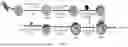 Fig. 05 - COMPOSITION AND METHOD FOR PREVENTING OR TREATING SARS-COV-2 INFECTION
