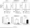 Fig. 19 - COMPOSITION AND METHOD FOR PREVENTING OR TREATING SARS-COV-2 INFECTION