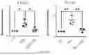 Fig. 22 - COMPOSITION AND METHOD FOR PREVENTING OR TREATING SARS-COV-2 INFECTION