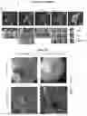 Fig. 19 - METHOD AND DEVICE FOR ULTRA-RAPID CRYO-FIXATION OF A SAMPLE FOR MICROSCOPIC STUDIES