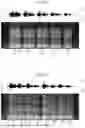 Fig. 04 - DYSARTHRIA DETECTION METHOD, DYSARTHRIA DETECTION DEVICE, AND RECORDING MEDIUM
