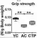 Fig. 03 - FOOD COMPOSITION AND PHARMACEUTICAL COMPOSITION FOR PREVENTING OR ALLEVIATING SARCOPENIA, CONTAINING LOW-MOLECULAR-WEIGHT COLLAGEN AS ACTIVE INGREDIENT