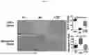 Fig. 06 - FOOD COMPOSITION AND PHARMACEUTICAL COMPOSITION FOR PREVENTING OR ALLEVIATING SARCOPENIA, CONTAINING LOW-MOLECULAR-WEIGHT COLLAGEN AS ACTIVE INGREDIENT
