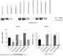 Fig. 09 - COMPOSITIONS AND METHODS FOR DELIVERY AND EXPRESSION OF SMALL INHIBITORY PEPTIDES AND USE THEREOF