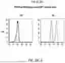Fig. 43 - ANTI-CD96 ANTIBODIES AND METHODS OF USE THEREOF