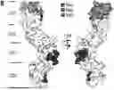 Fig. 01 - NOVEL SINGLE DOMAIN ANTIGEN BINDING MOLECULES AND THEIR USES
