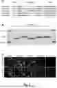 Fig. 02 - NOVEL SINGLE DOMAIN ANTIGEN BINDING MOLECULES AND THEIR USES