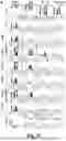 Fig. 32 - NOVEL SINGLE DOMAIN ANTIGEN BINDING MOLECULES AND THEIR USES