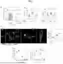 Fig. 02 - COMPOSITIONS AND METHODS FOR TARGETING INFLAMMATORY OR ACTIVATED CELLS AND TREATING OR AMELIORATING INFLAMMATORY CONDITIONS AND PAIN