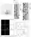 Fig. 04 - COMPOSITIONS AND METHODS FOR TARGETING INFLAMMATORY OR ACTIVATED CELLS AND TREATING OR AMELIORATING INFLAMMATORY CONDITIONS AND PAIN