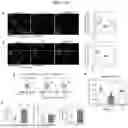 Fig. 07 - COMPOSITIONS AND METHODS FOR TARGETING INFLAMMATORY OR ACTIVATED CELLS AND TREATING OR AMELIORATING INFLAMMATORY CONDITIONS AND PAIN