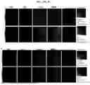 Fig. 26 - COMPOSITIONS AND METHODS FOR TARGETING INFLAMMATORY OR ACTIVATED CELLS AND TREATING OR AMELIORATING INFLAMMATORY CONDITIONS AND PAIN