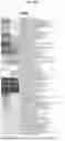 Fig. 30 - COMPOSITIONS AND METHODS FOR TARGETING INFLAMMATORY OR ACTIVATED CELLS AND TREATING OR AMELIORATING INFLAMMATORY CONDITIONS AND PAIN