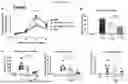 Fig. 33 - COMPOSITIONS AND METHODS FOR TARGETING INFLAMMATORY OR ACTIVATED CELLS AND TREATING OR AMELIORATING INFLAMMATORY CONDITIONS AND PAIN