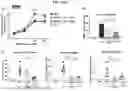 Fig. 34 - COMPOSITIONS AND METHODS FOR TARGETING INFLAMMATORY OR ACTIVATED CELLS AND TREATING OR AMELIORATING INFLAMMATORY CONDITIONS AND PAIN