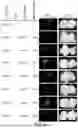 Fig. 08 - COMPOSITIONS AND METHODS FOR SITE DIRECTED GENOMIC MODIFICATION