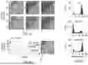 Fig. 08 - APPARATUSES FOR CELL MAPPING VIA IMPEDANCE MEASUREMENTS AND METHODS TO OPERATE THE SAME