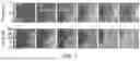 Fig. 09 - APPARATUSES FOR CELL MAPPING VIA IMPEDANCE MEASUREMENTS AND METHODS TO OPERATE THE SAME